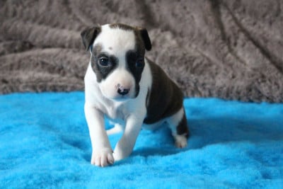 Les chiots de American Staffordshire Terrier