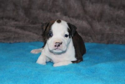 Les chiots de American Staffordshire Terrier