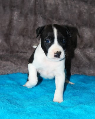 Les chiots de American Staffordshire Terrier