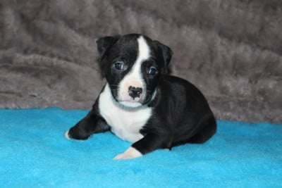 Les chiots de American Staffordshire Terrier