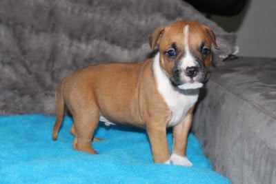Les chiots de American Staffordshire Terrier