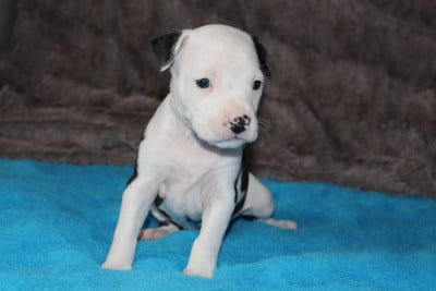 Les chiots de American Staffordshire Terrier