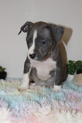 PSYCHE DESTINY THE BLUE BROTHER - American Staffordshire Terrier