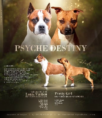 American Staffordshire Terrier - Psyche Destiny