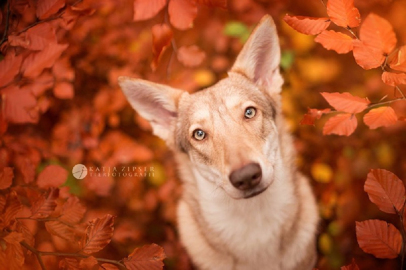 Publication : Netis Tala Auteur : Isabel Hartmann