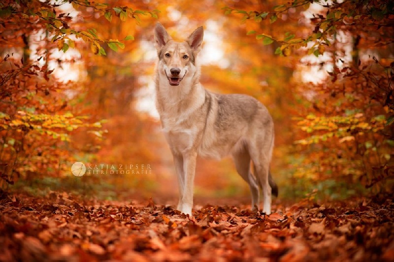 Publication : Netis Tala Auteur : Isabel Hartmann