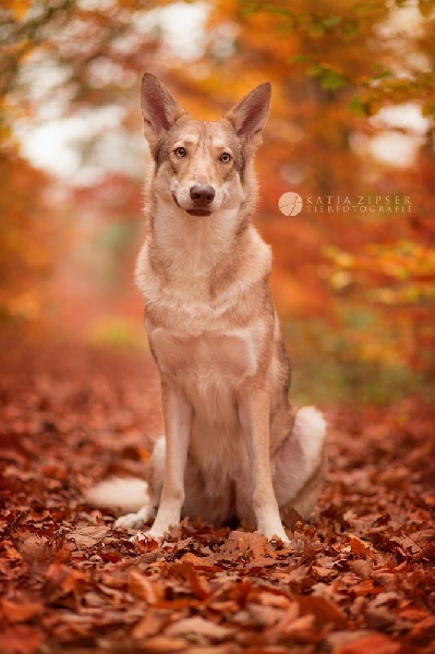 Publication : Netis Tala Auteur : Isabel Hartmann