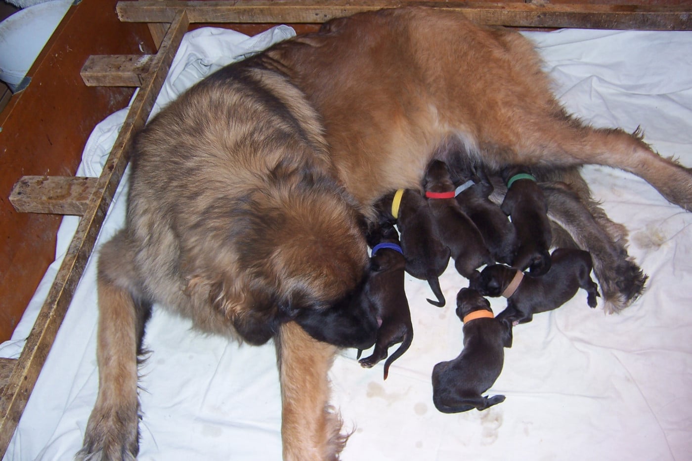Leonberger - Des nuits étoilées par le roy tatius