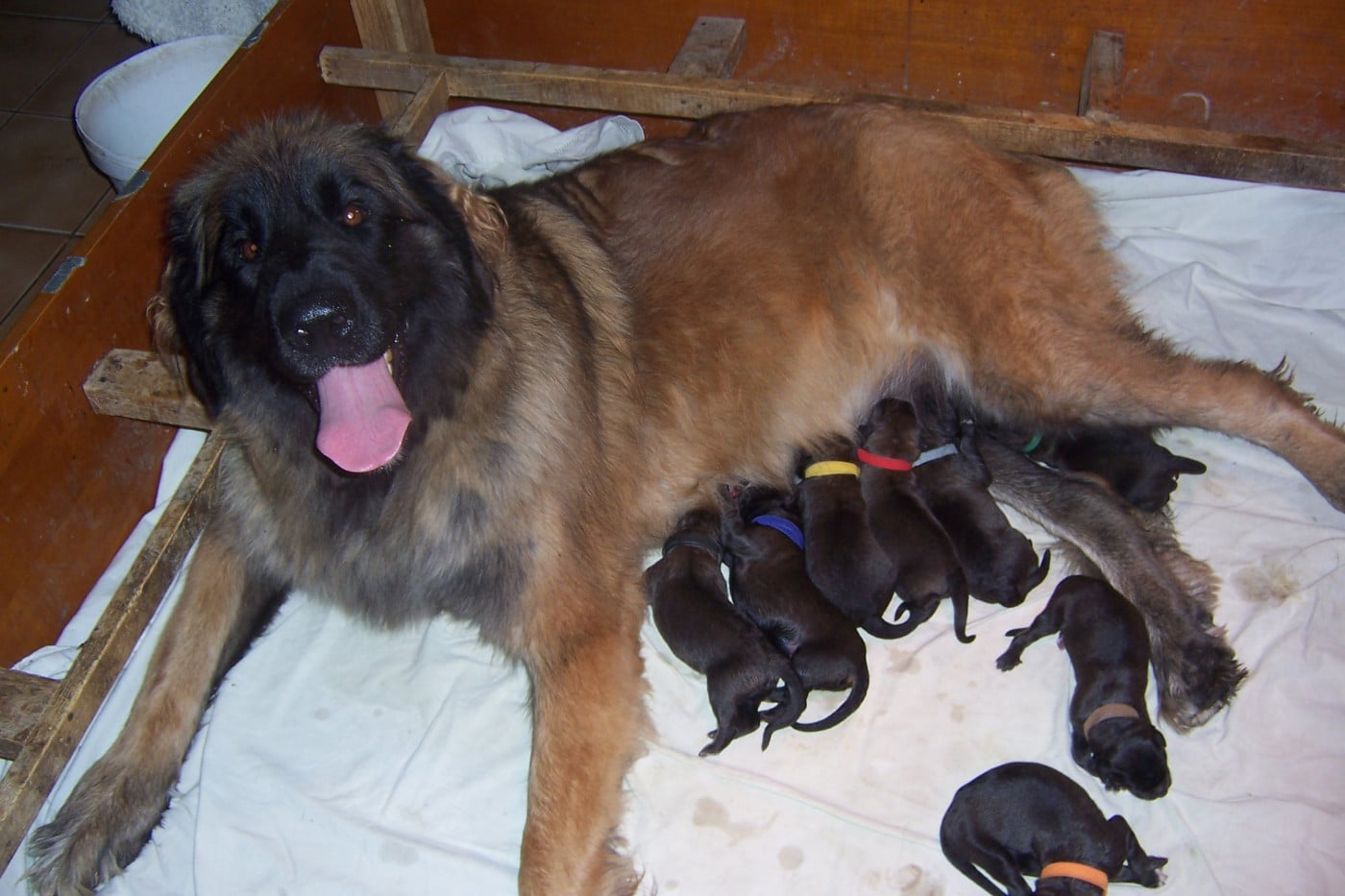 CHIOT 5 - Leonberger