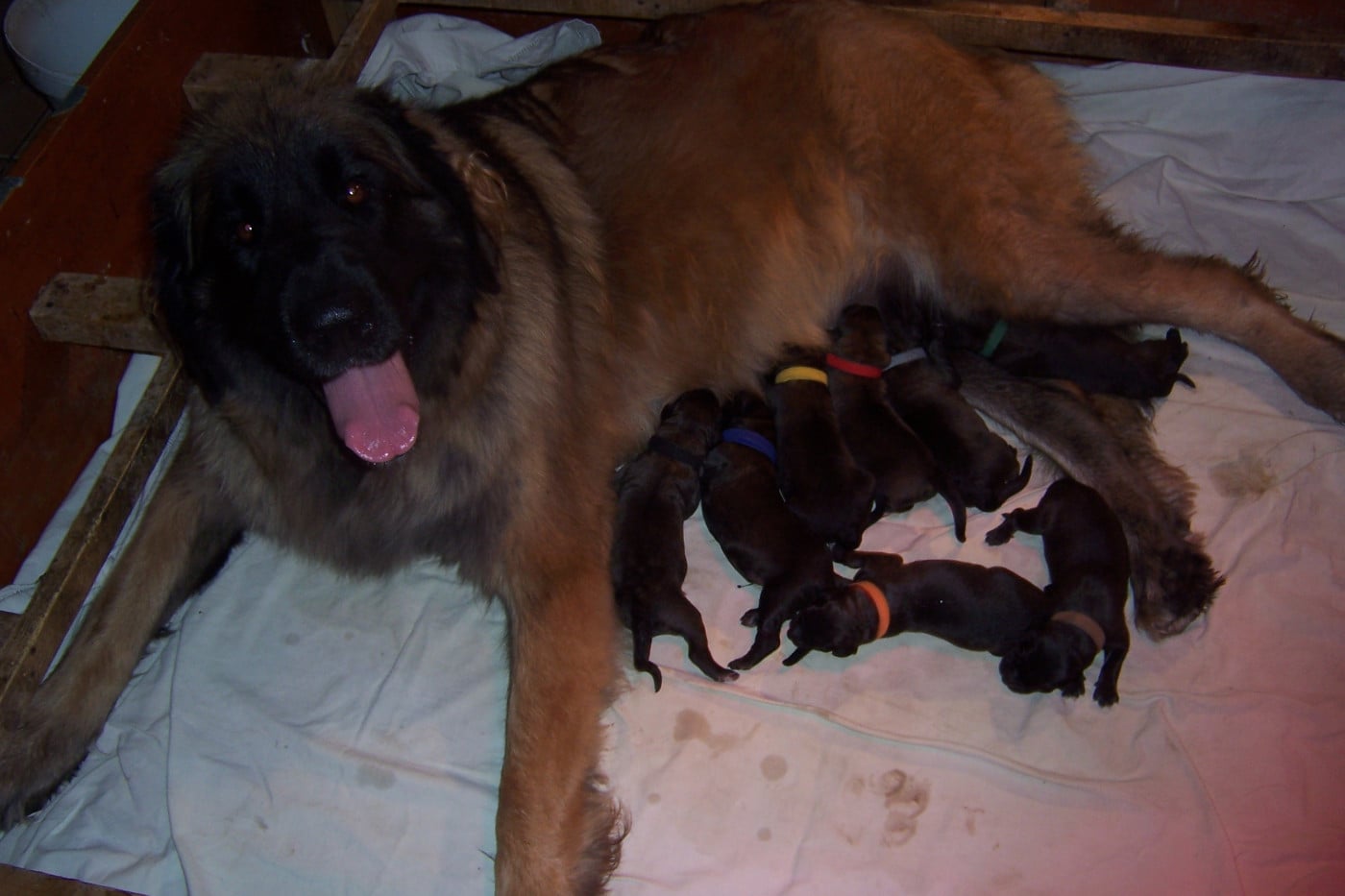 CHIOT 7 - Leonberger