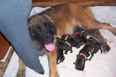 Les chiots de Leonberger