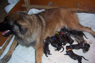 Les chiots de Leonberger