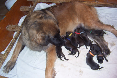 Les chiots de Leonberger