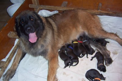 Les chiots de Leonberger