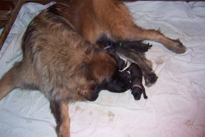 Les chiots de Leonberger