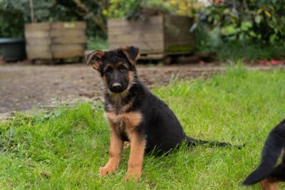 Les chiots de Berger Allemand