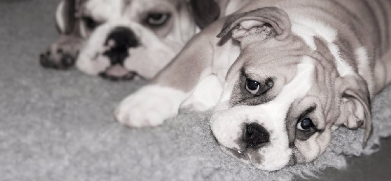 Publication : Butchy Bulls Company