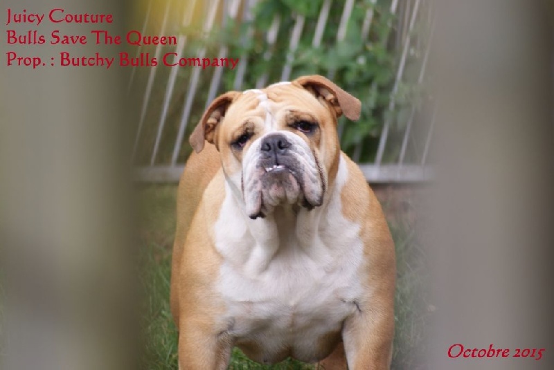 Publication : Butchy Bulls Company