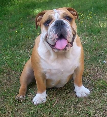 Publication : Butchy Bulls Company