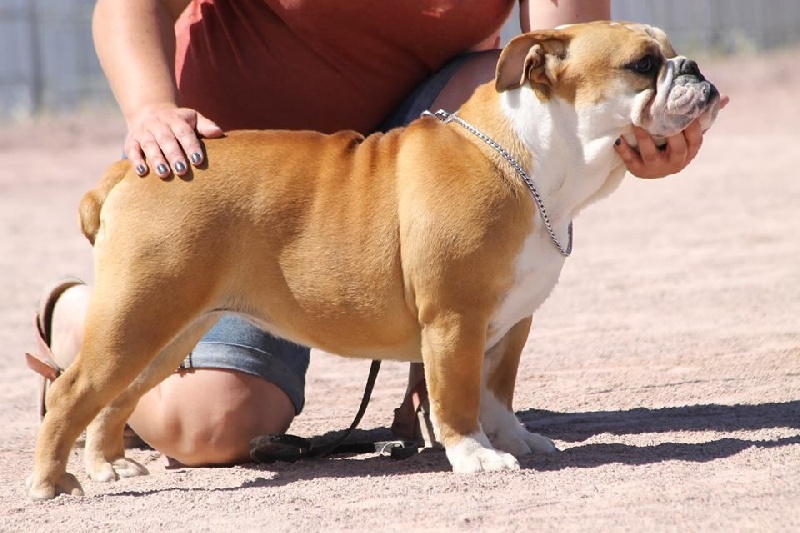 Publication : Butchy Bulls Company