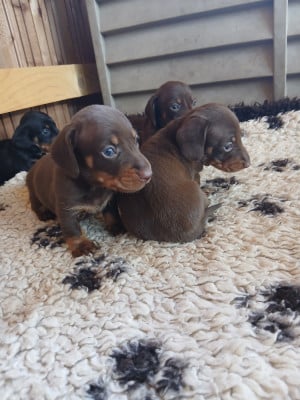 Les chiots de Teckel poil ras