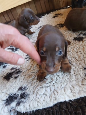 Les chiots de Teckel poil ras