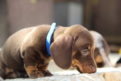 Les chiots de Teckel poil ras