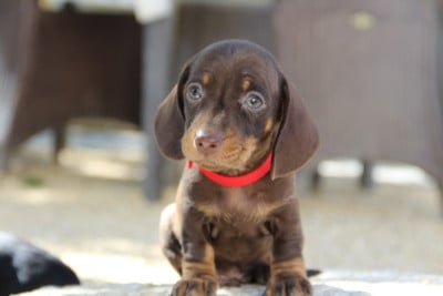 Les chiots de Teckel poil ras