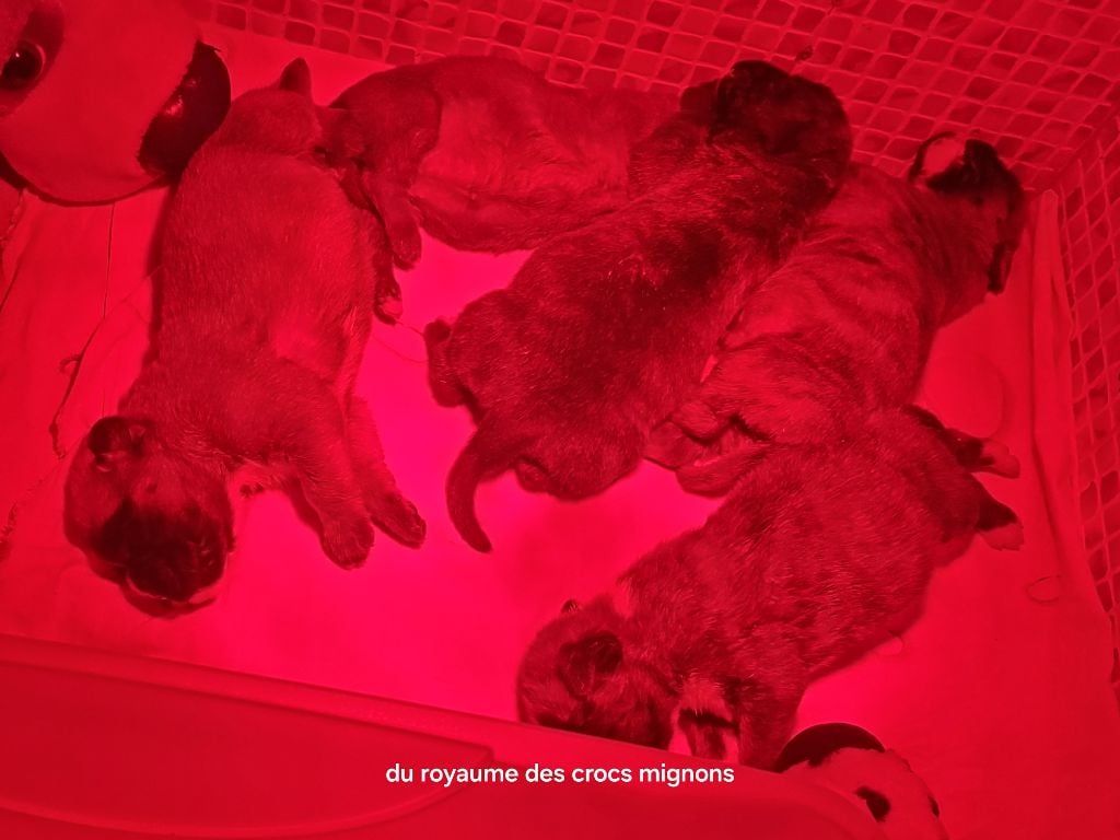 Boxer - 5 b?b?s  - Du Royaume Des Crocs Mignons