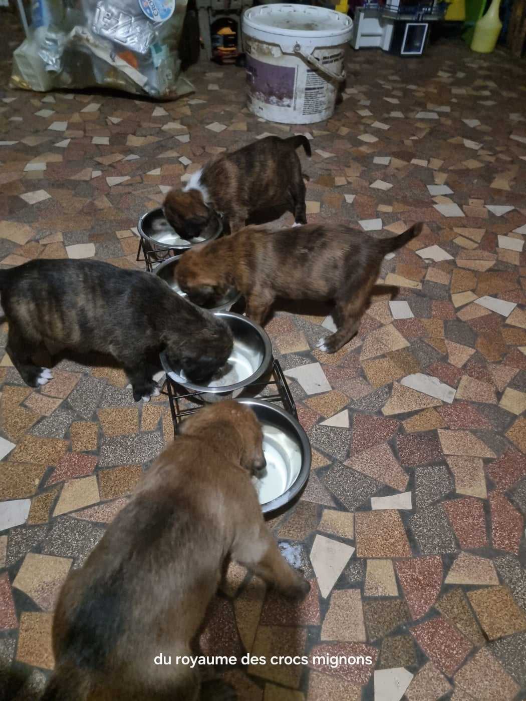 Boxer - 5 bébés  - Du Royaume Des Crocs Mignons