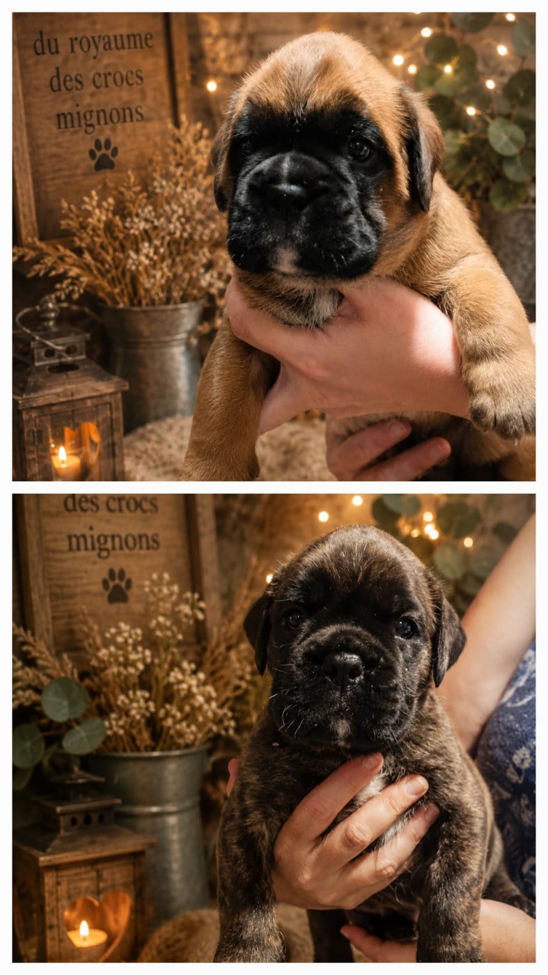 Boxer - Du Royaume Des Crocs Mignons