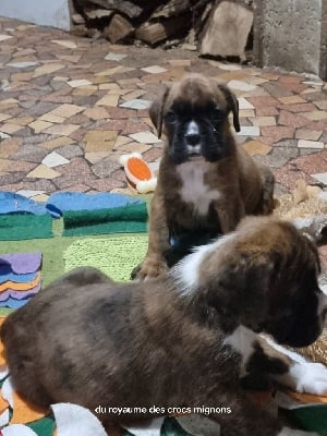 Les chiots de Boxer