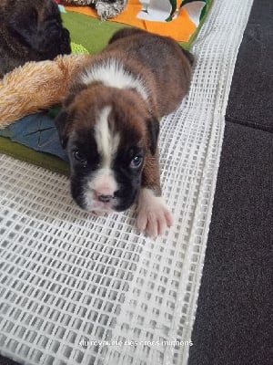 Les chiots de Boxer