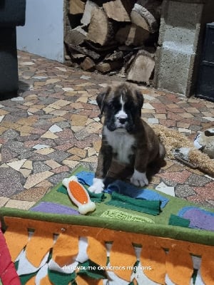 Les chiots de Boxer