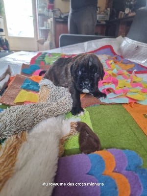 Les chiots de Boxer