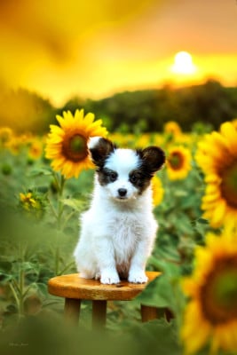 Les chiots de Epagneul nain Continental (Papillon)