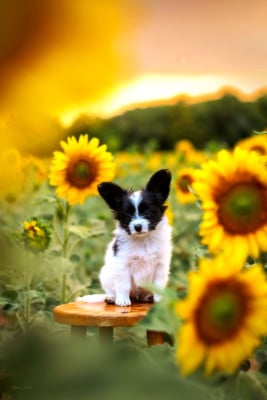 Les chiots de Epagneul nain Continental (Papillon)
