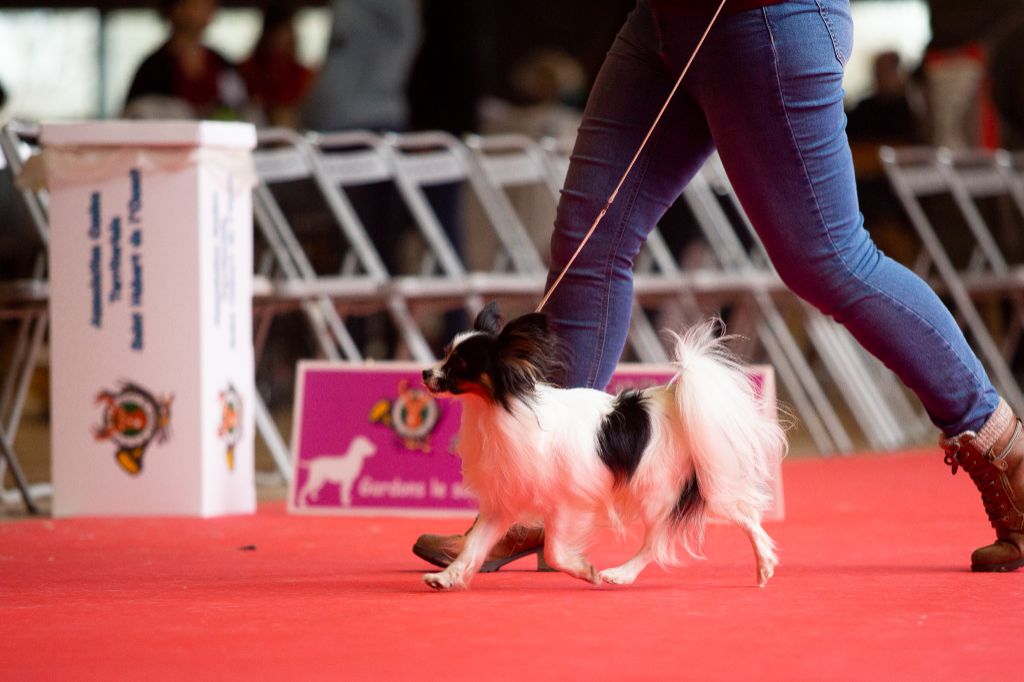 CH. Alexander the great (Sans Affixe) - 1er excellent