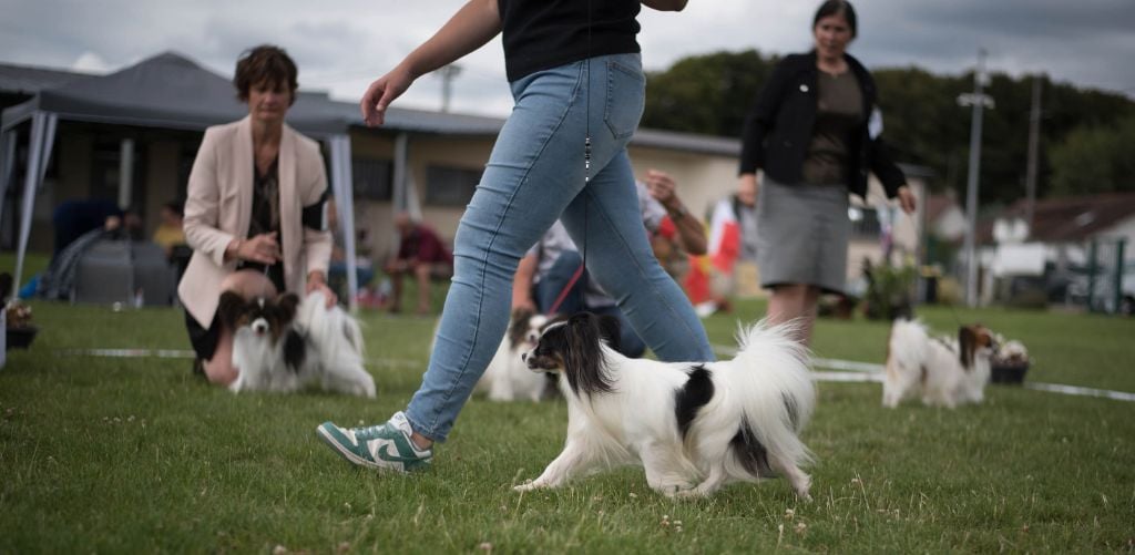 CH. Alexander the great (Sans Affixe) - 2ème excellent RCACS