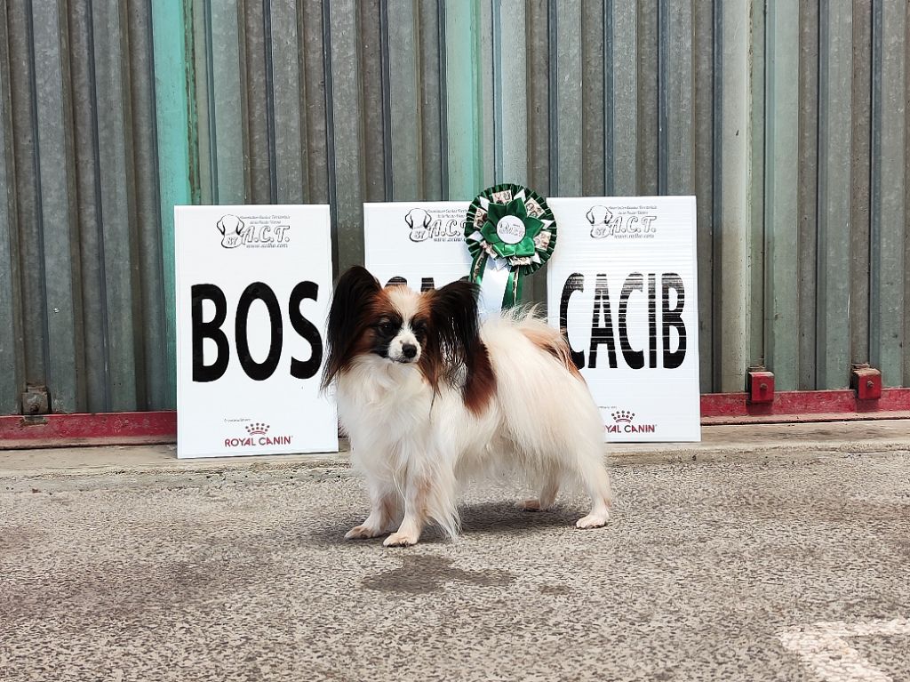 CH. Tenebreuse liriel Des Rivages De Numenor - 1er exc CACS CACIB BOB
