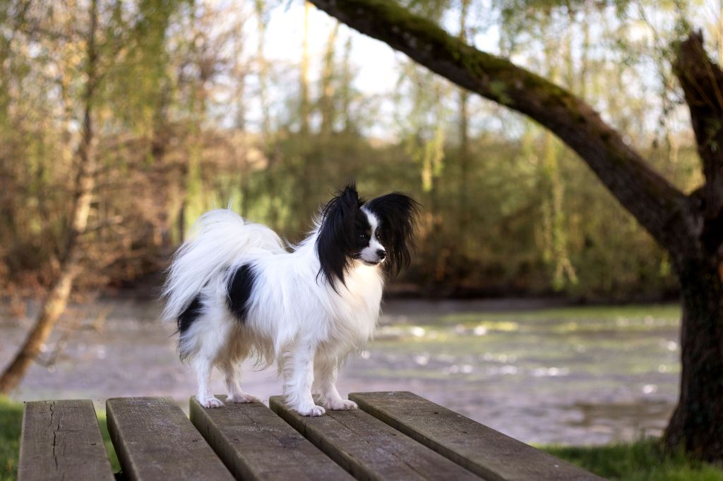 CH. Alexander the great (Sans Affixe) - 1er exc CACS