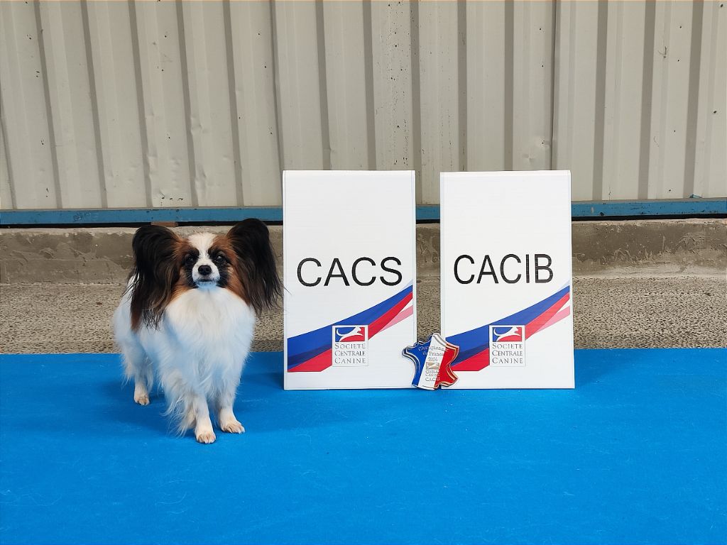 CH. Tenebreuse liriel Des Rivages De Numenor - 1er exc CACS - CACIB