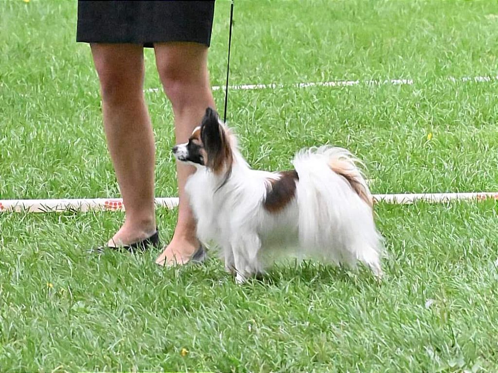 CH. Tenebreuse liriel Des Rivages De Numenor - 1er excellent CAC-J