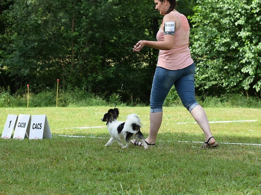 CH. Alexander the great (Sans Affixe) - 1er excellent - Meilleur Jeune