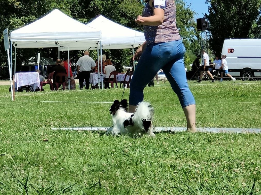 CH. Alexander the great (Sans Affixe) - 1er excellent - Meilleur Jeune