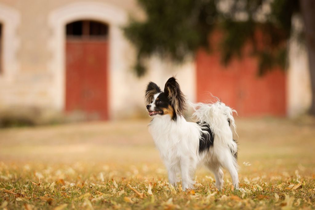 CH. Alexander the great (Sans Affixe) - 1er excellent - Meilleur Jeune