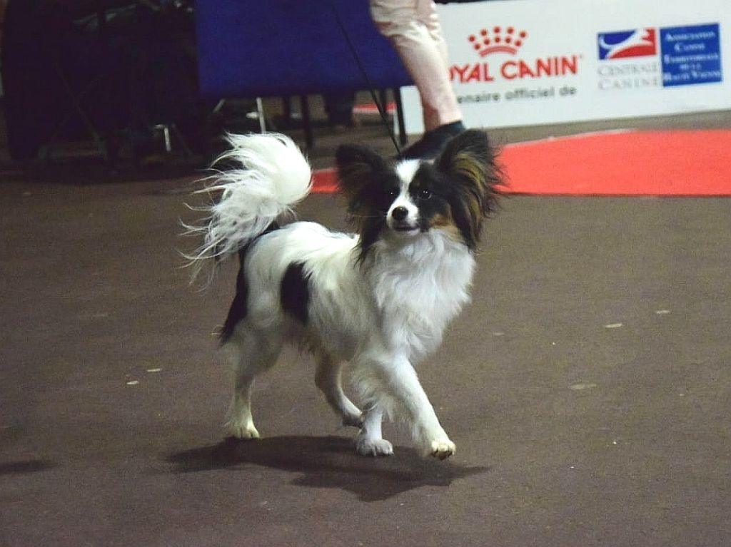 CH. Alexander the great (Sans Affixe) - Prometteur