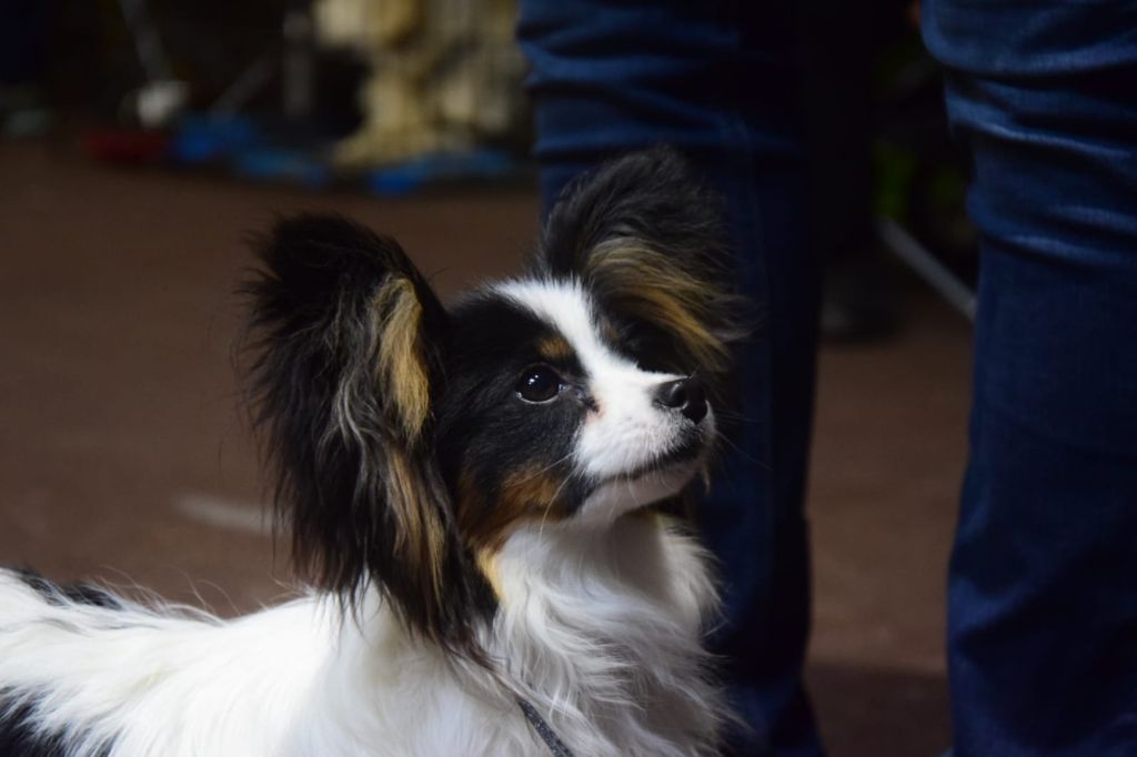 CH. Alexander the great (Sans Affixe) - Très prometteur - Meilleur puppy