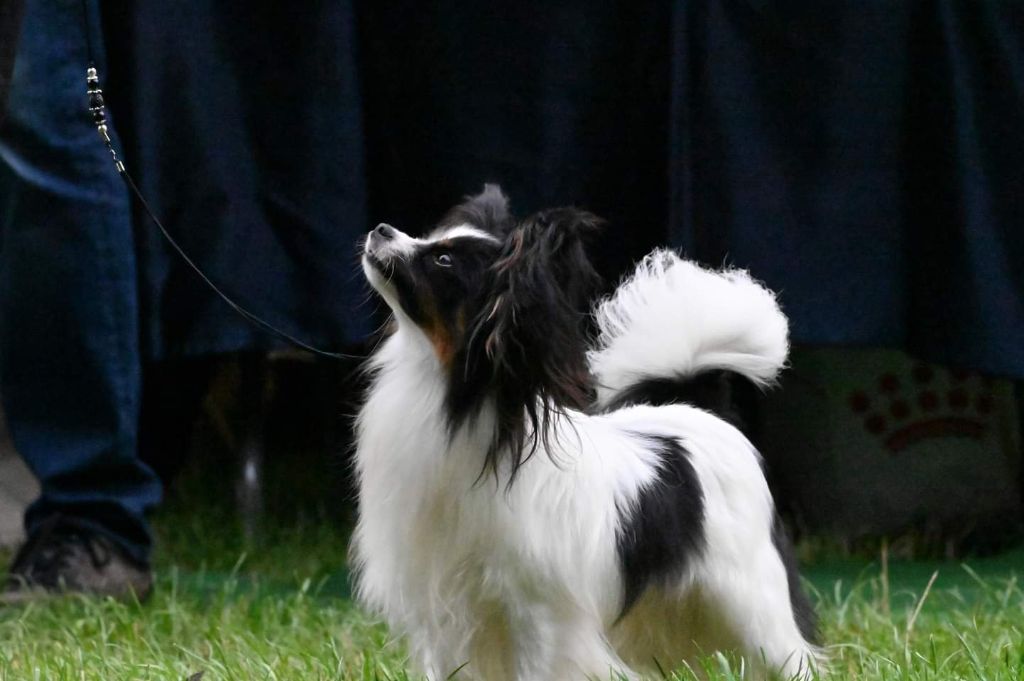 CH. Alexander the great (Sans Affixe) - Excellent non classé