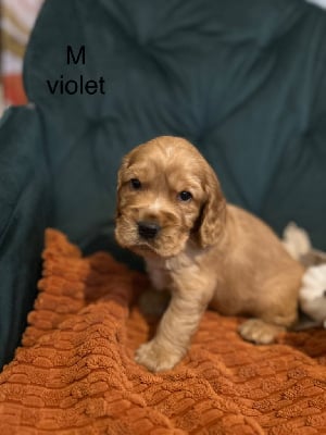 Les chiots de Cocker Spaniel Anglais
